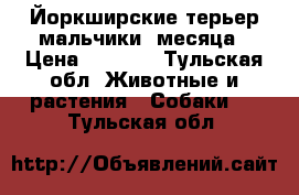 Йоркширские терьер мальчики 2месяца › Цена ­ 5 000 - Тульская обл. Животные и растения » Собаки   . Тульская обл.